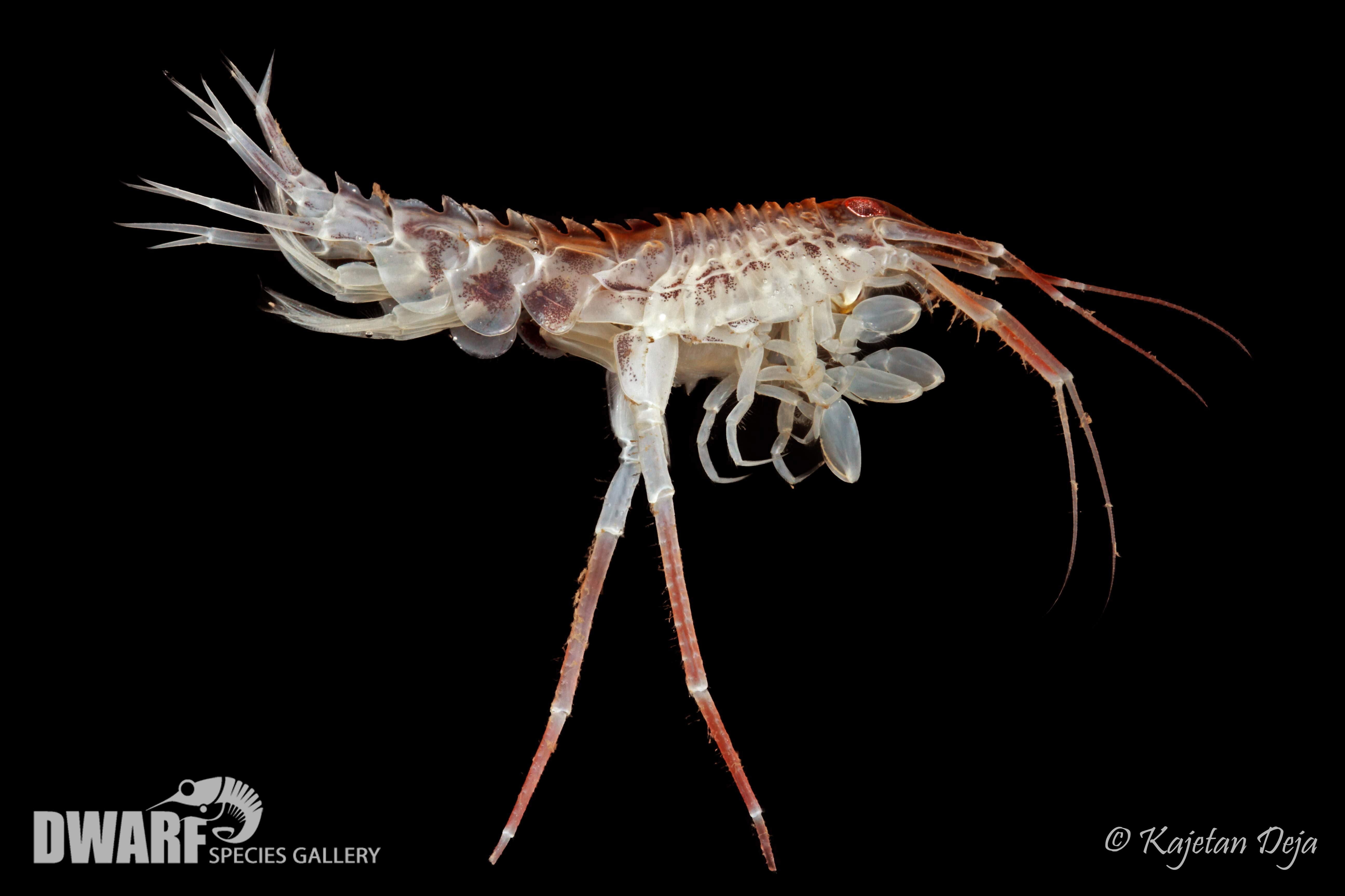 Zoobenthos, crustacea, Acanthostepheia malmgreni