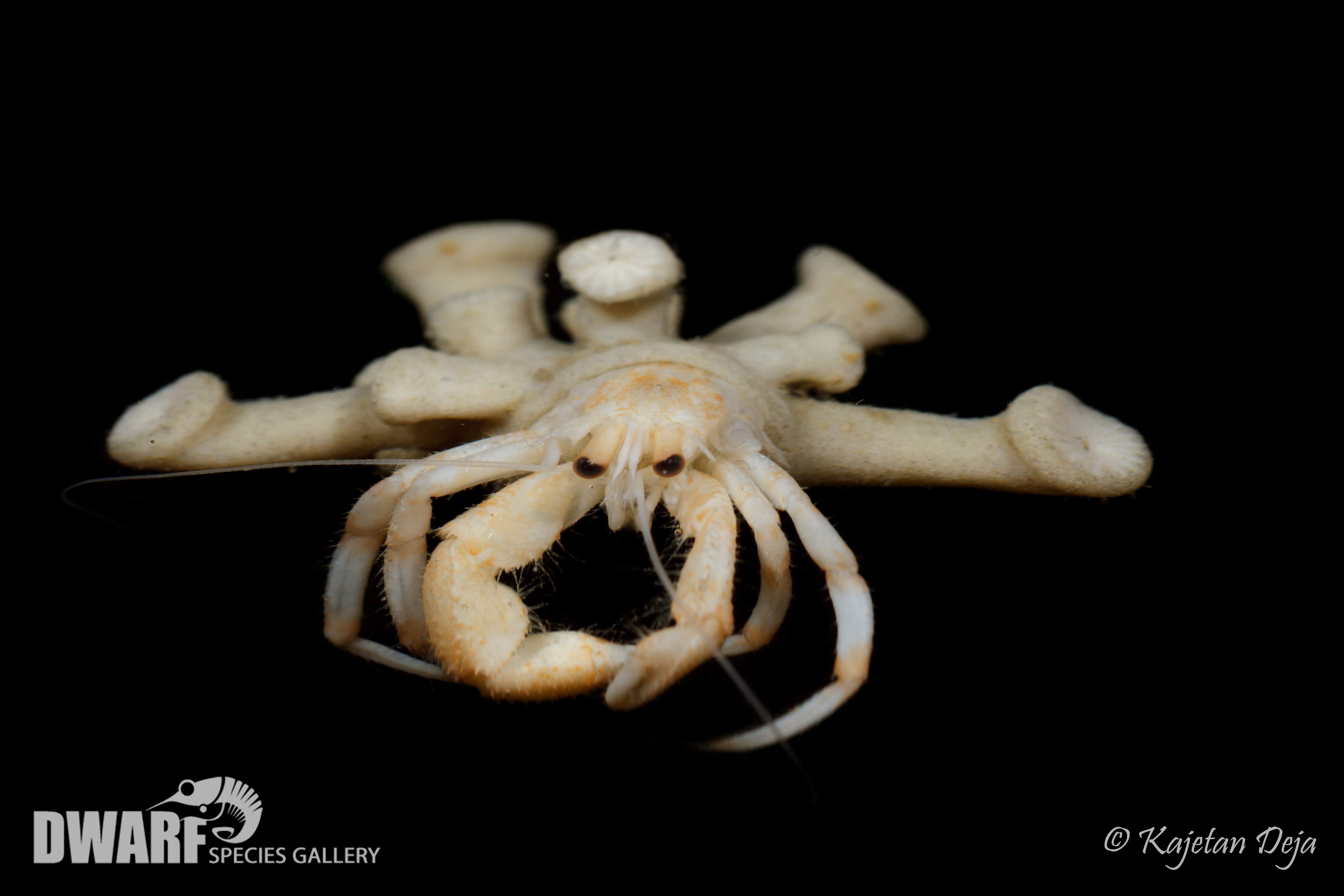 Zoobenthos, crustacea, hertmit crab, Pagurus sp.